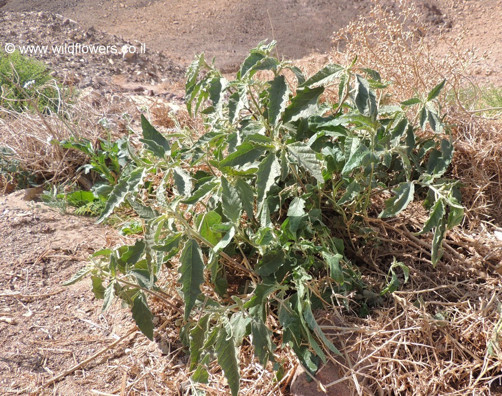 Chrozophora oblongifolia